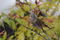 Turdus pilaris