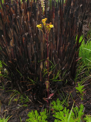 Image of Senecio subcanescens by (c) Jeremy Gilmore, some rights reserved (CC BY)