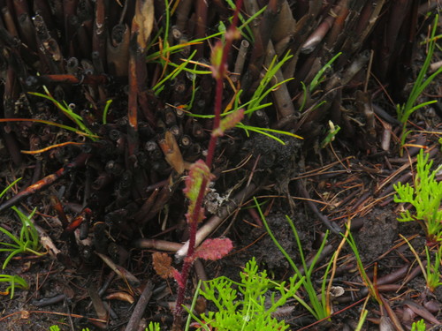 Image of Senecio subcanescens by (c) Jeremy Gilmore, some rights reserved (CC BY)