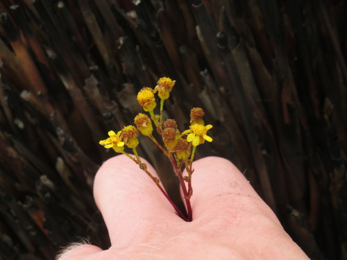 Image of Senecio subcanescens by (c) Jeremy Gilmore, some rights reserved (CC BY)
