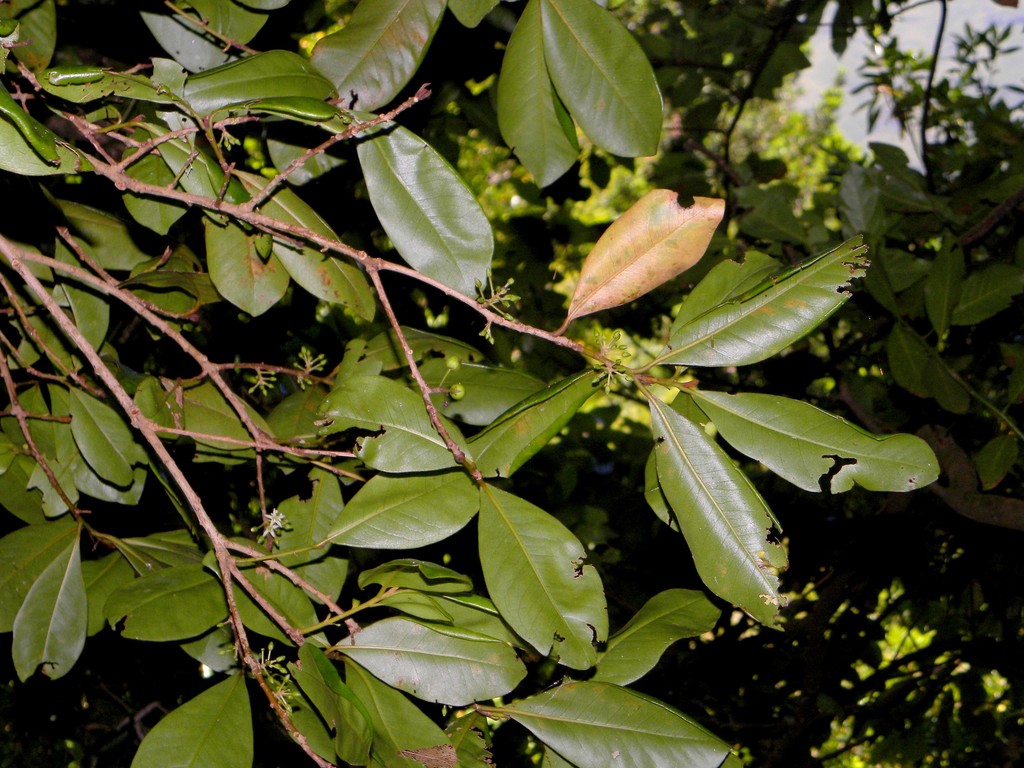 Heberdenia excelsa