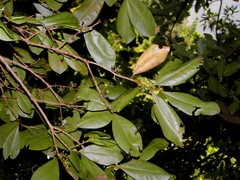 Heberdenia excelsa image