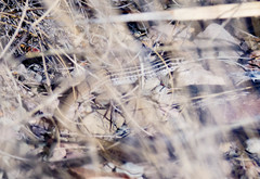 Aspidoscelis scalaris