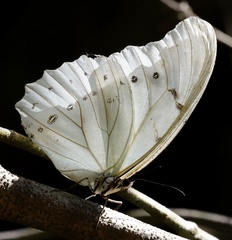 Morpho polyphemus polyphemus
