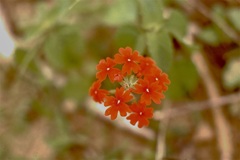 Glandularia peruviana