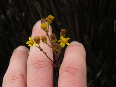 Senecio subcanescens