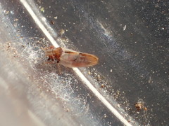 Nyctiphalerus vermiculosus