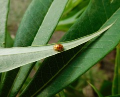 Psyllobora lutescens
