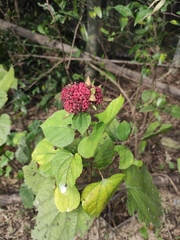 Clerodendrum bungei