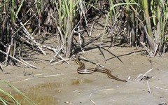Nerodia clarkii clarkii