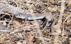Aspidoscelis scalaris