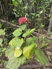 Clerodendrum bungei