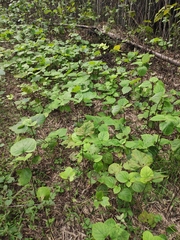 Clerodendrum bungei