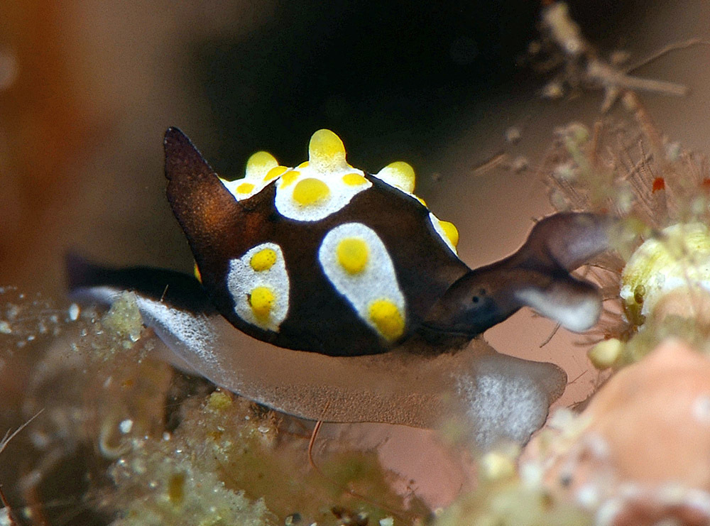 Colpodaspis thompsoni