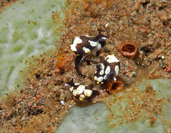 Colpodaspis thompsoni