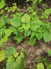Clerodendrum bungei