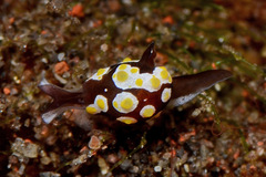 Colpodaspis thompsoni