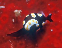 Colpodaspis thompsoni