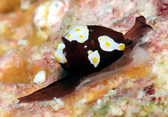 Colpodaspis thompsoni