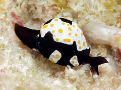 Colpodaspis thompsoni