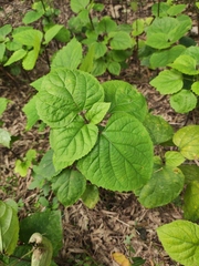 Clerodendrum bungei