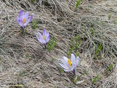 Crocus vernus
