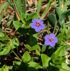 Lysimachia arvensis caerulea