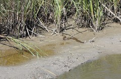 Nerodia clarkii clarkii