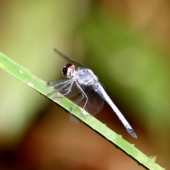 Tyriobapta kuekenthali