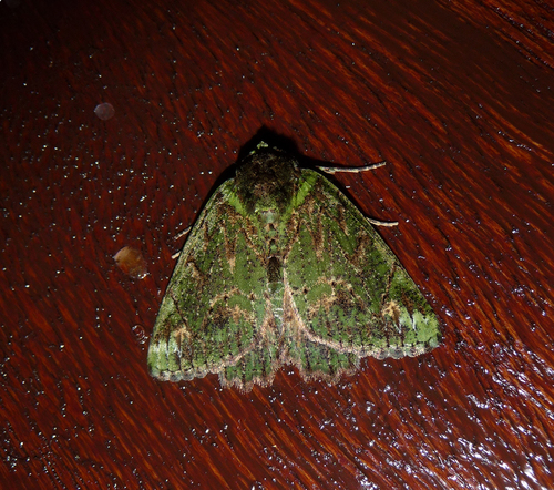 Dindica alaopis