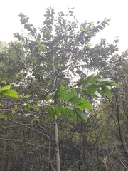Camptotheca acuminata
