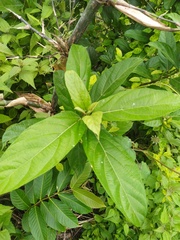 Magnoliopsida