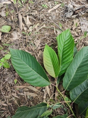 Camptotheca acuminata