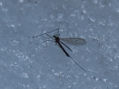 Trichocera regelationis