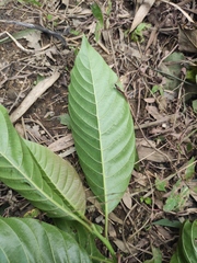 Camptotheca acuminata