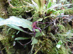 Masdevallia