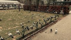 Columba livia domestica