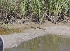 Nerodia clarkii clarkii