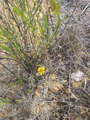 Chaetanthera linearis
