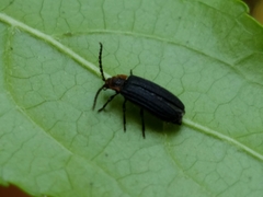 Eropterus trilineatus
