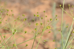 Eriosynaphe longifolia