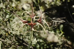 Hippeastrum cybister