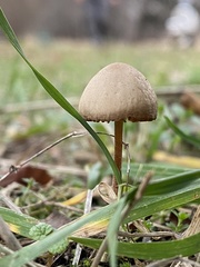 Strobilurus esculentus