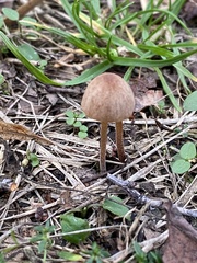 Strobilurus esculentus