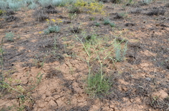 Eriosynaphe longifolia