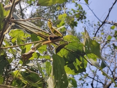 Pueraria montana lobata