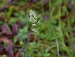 Poa arachnifera