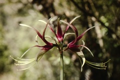 Hippeastrum cybister