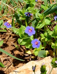 Lysimachia arvensis caerulea