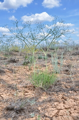 Eriosynaphe longifolia